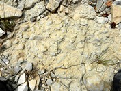 Fond marin barrémien